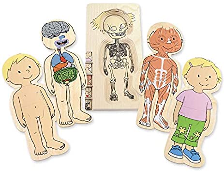 Puzzle Madera 5 en 1: Anatomía Masculina- Beleduc