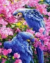 Set Punto de Cruz -Loros Azules- 32 x 40 cm. Figured´Art