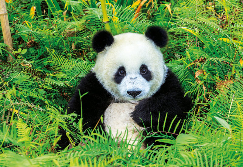 Puzzle 500 piezas -Oso Panda- Educa