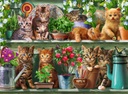 Puzzle 500 piezas -Gatos en la Estantería- Ravensburger