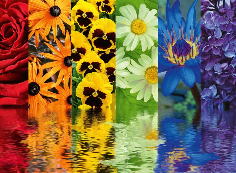 Puzzle 500 piezas -Reflexiones Florales- Ravensburger