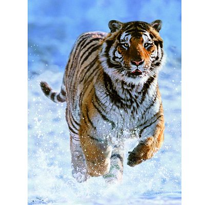 Puzzle 500 piezas -Tigre en la Nieve- Ravensburger