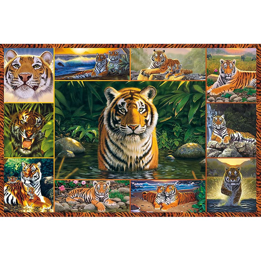 Puzzle 5000 piezas -El Mundo de los Tigres- Ravensburger