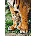 Puzzle 500 piezas -Tigre Bengala con su Madre- Clementoni