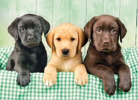 Puzzle 1000 piezas -Los Tres Labradores- Clementoni