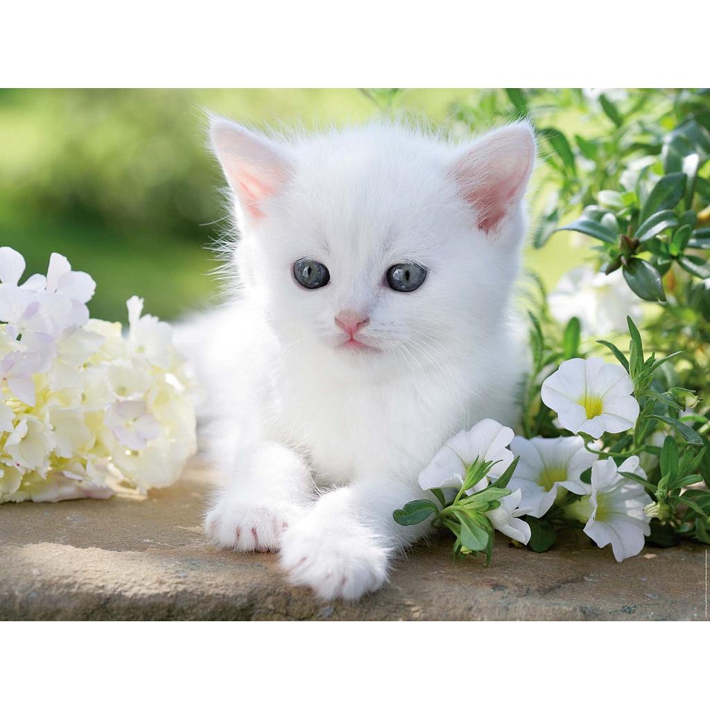 Puzzle 1500 piezas -Gatito Blanco- Ravensburger