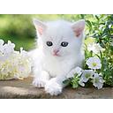 Puzzle 1500 piezas -Gatito Blanco- Ravensburger