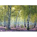 Puzzle 1000 piezas -Bosque de Abedules- Ravensburger