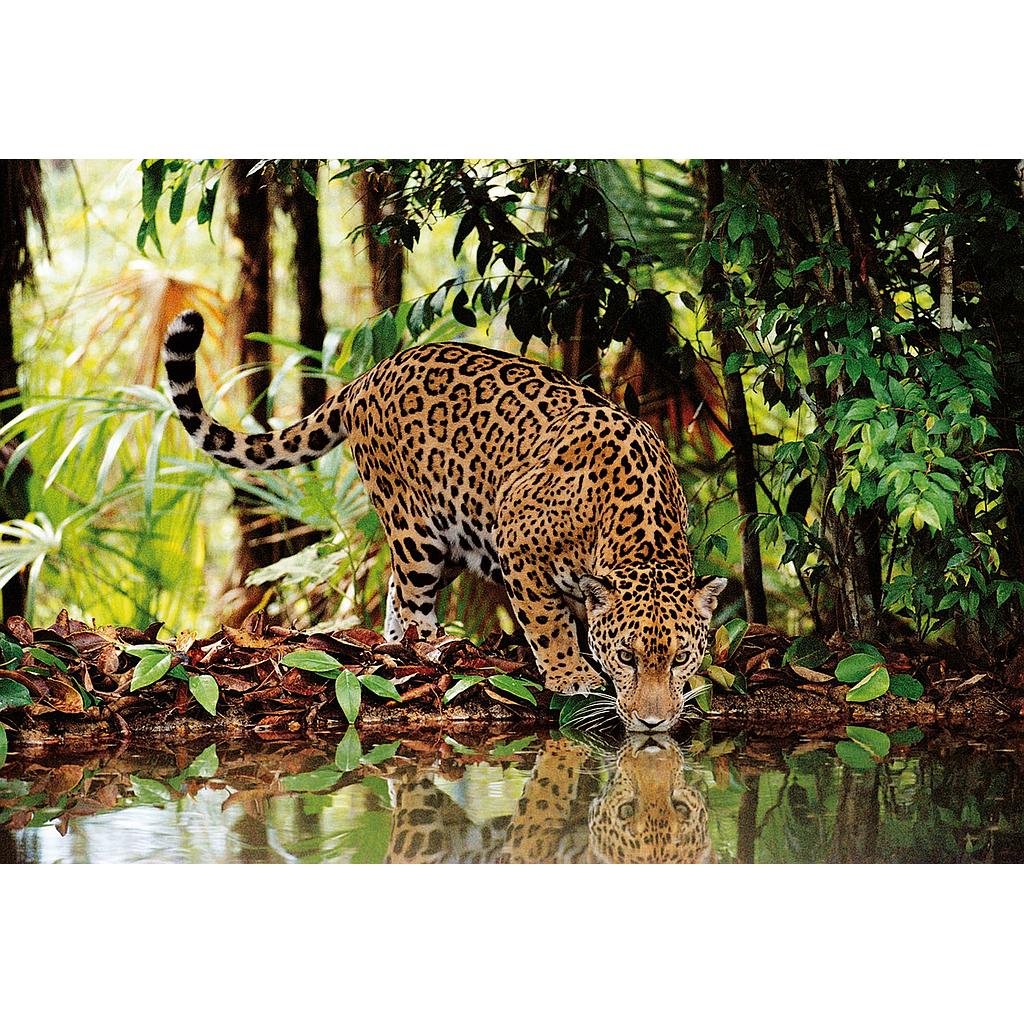 Puzzle 2000 piezas -Leopardo- Clementoni