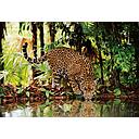 Puzzle 2000 piezas -Leopardo- Clementoni