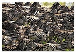 [90617] Puzzle 500 piezas -Manada de Cebras- Imposible- Educa