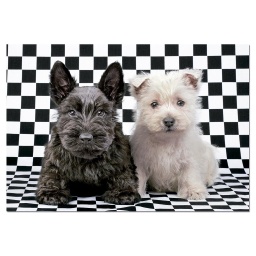 [15508] Puzzle 500 piezas -Terriers Blanco y Negro- Educa