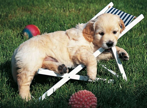 [14179 1] Puzzle 500 piezas -Cachorro Golden Retriever- Ravensburger