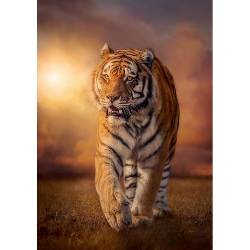 [31806 3] Puzzle 1500 piezas -Tigre- Clementoni