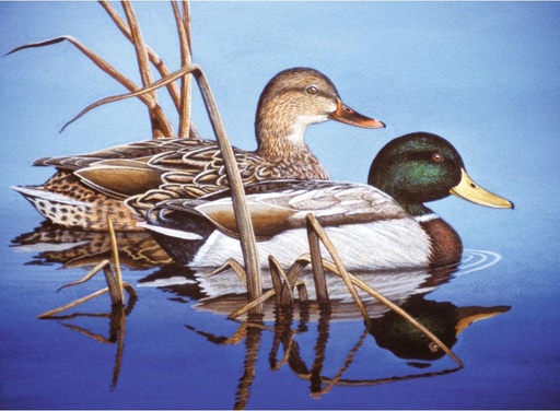 [PAL38] LIQUIDACION Pintar Por Números 32,4 x 40 cm. -Patos en el Agua- Royal & Langnickel