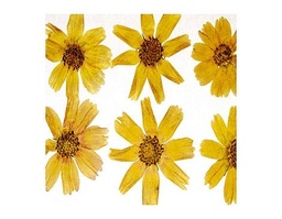 [1940] Conjunto Flor Seca -Cosmos Amarillo-