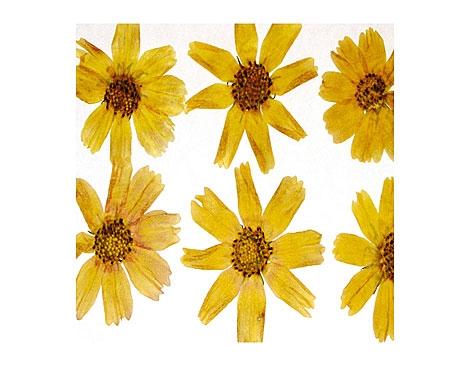 [1940] Conjunto Flor Seca -Cosmos Amarillo-
