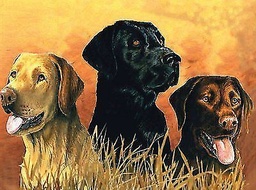 [PBNACL2] Pintar Por Números 30 x 40 cm. -Labradores- Reeves