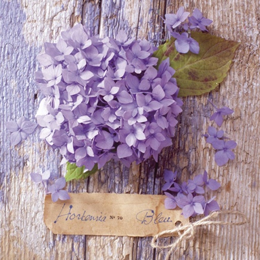 Servilleta 33 x 33 cm. -Hortensia Blue-